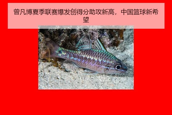 曾凡博夏季联赛爆发创得分助攻新高，中国篮球新希望