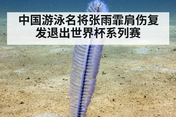 中国游泳名将张雨霏肩伤复发退出世界杯系列赛